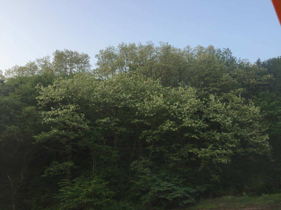 오산나그네의 봉낚시터 조행기 (유료터정보 - 유료터조행기)