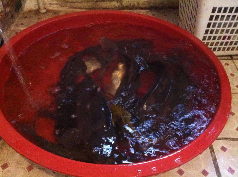 대구 문양낚시터 덜커덩 (유료터정보 - 유료터조행기)