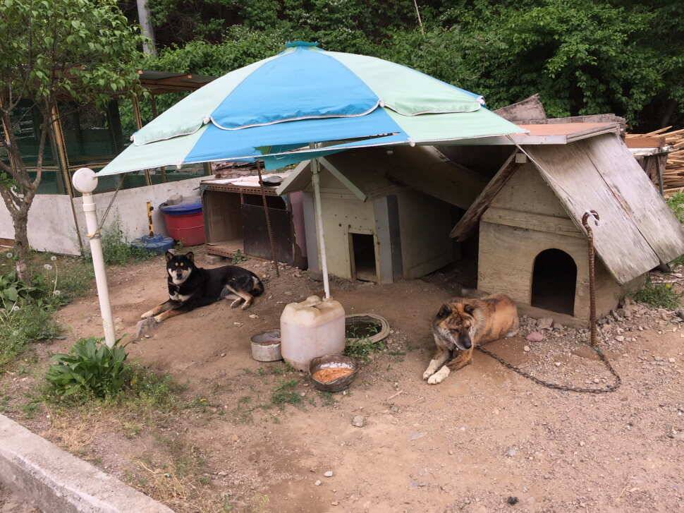오산나그네의 고산낚시터조행기 (유료터정보 - 유료터조행기)