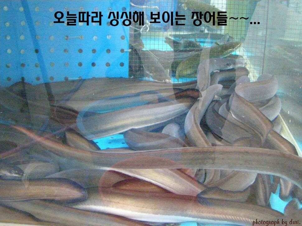 경기이천 호법낚시터 탐방기 (유료터정보 - 유료터조행기)