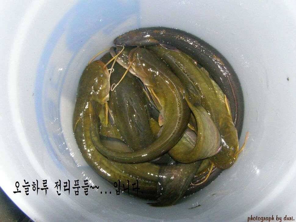 경기이천 호법낚시터 탐방기 (유료터정보 - 유료터조행기)