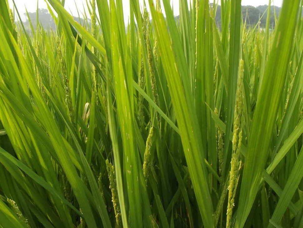 양주 효촌지 1박 (유료터정보 - 유료터조행기)