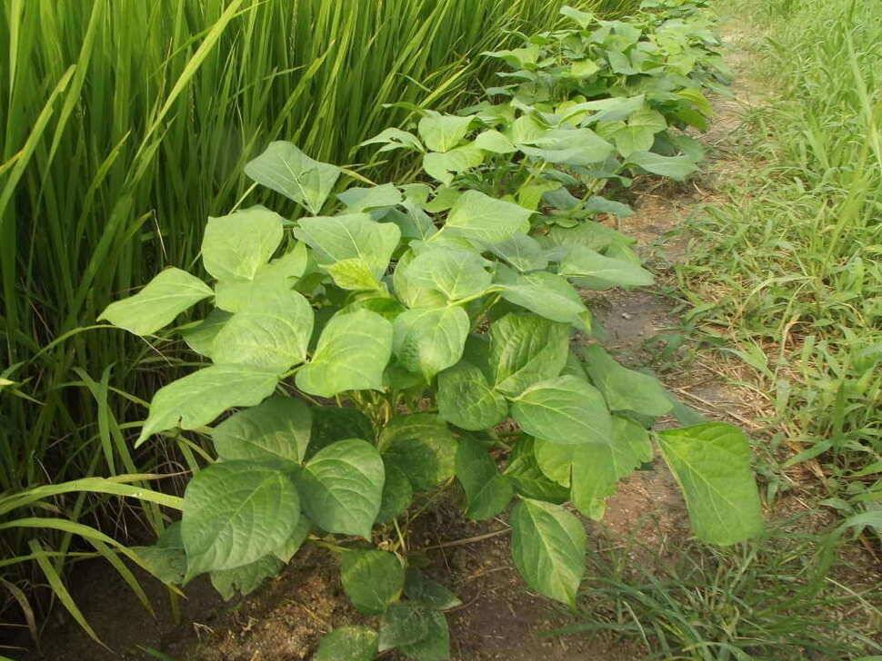 양주 효촌지 1박 (유료터정보 - 유료터조행기)