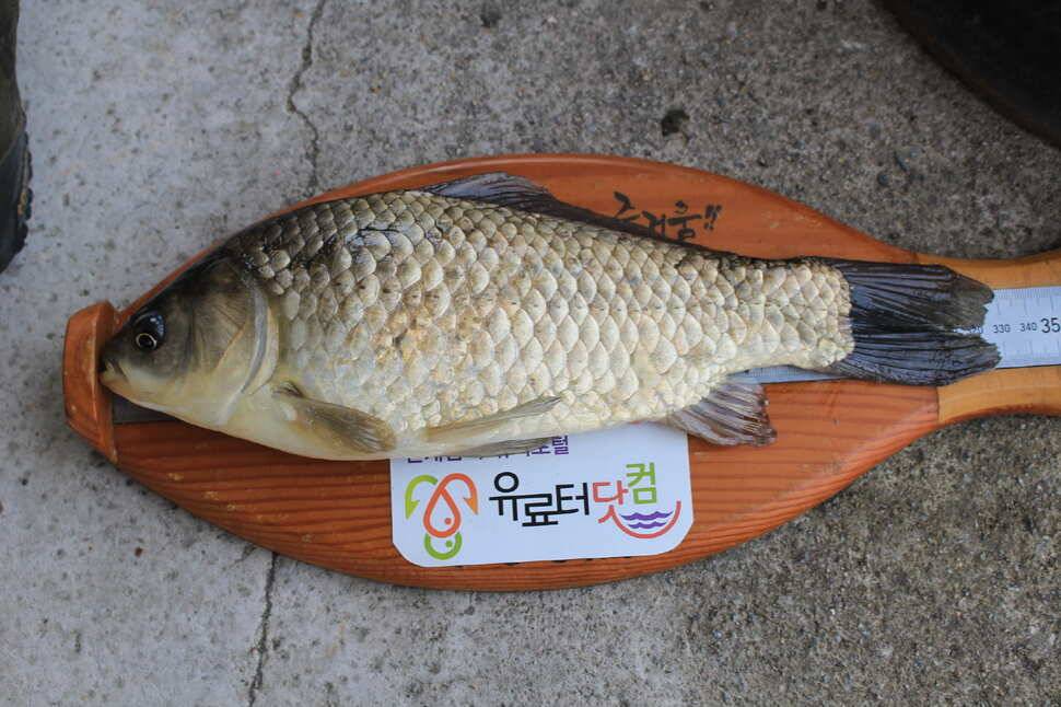 붕어타작 (유료터정보 - 유료터조행기)