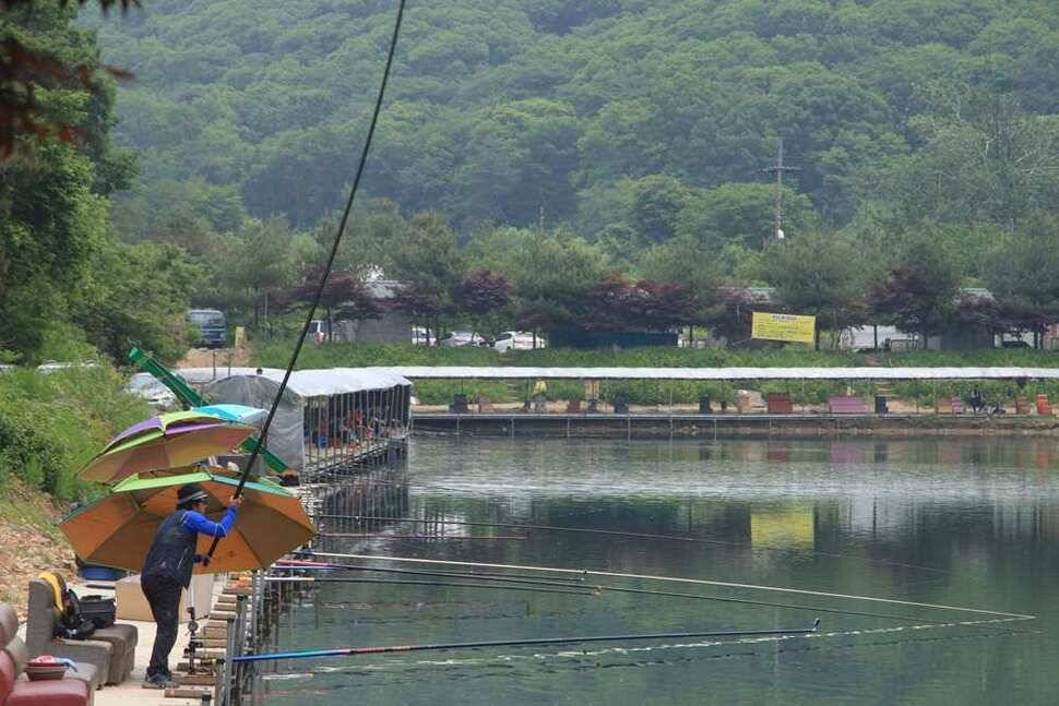 지금 진우낚시터는 붕어가 대박 (유료터정보 - 유료터조행기)