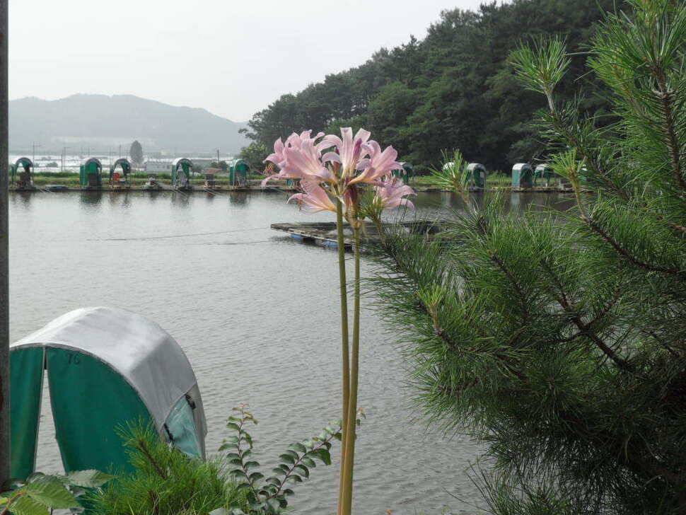 ♠♠♠ 입질 시원하고 화끈한 띄밭 낚시터에서 (유료터정보 - 유료터조행기)