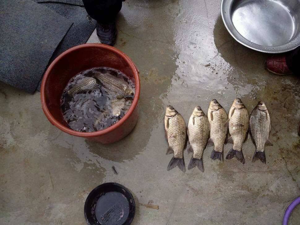 공주 행복낚시터 조황 (유료터정보 - 유료터조행기)