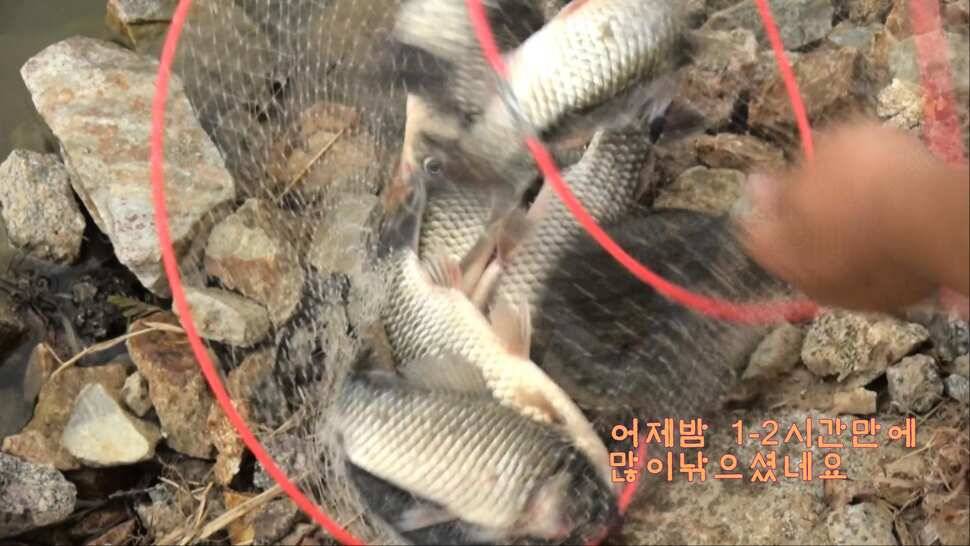 리빙tv형제꽝조사 안성거청낚시터편 (유료터정보 - 유료터조행기)