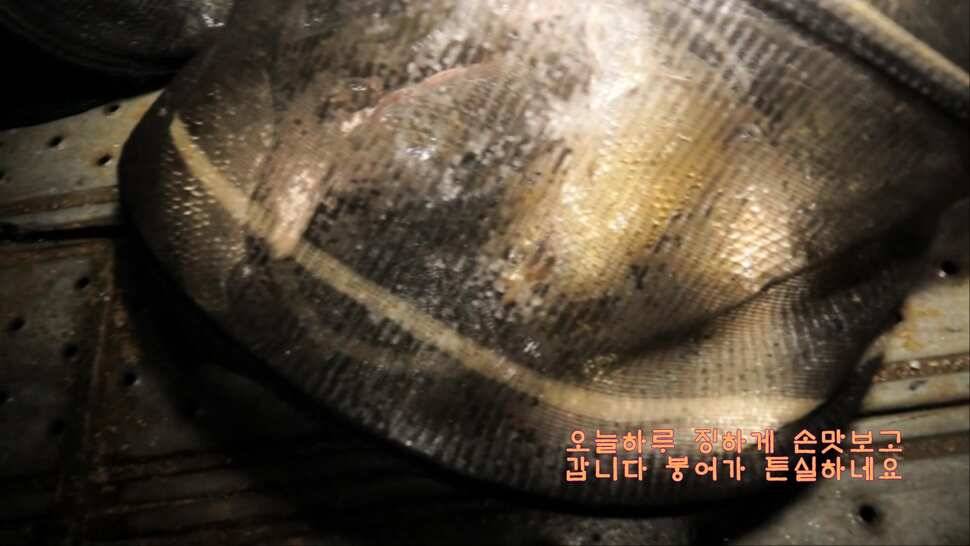 리빙tv형제꽝조사 안성거청낚시터편 (유료터정보 - 유료터조행기)