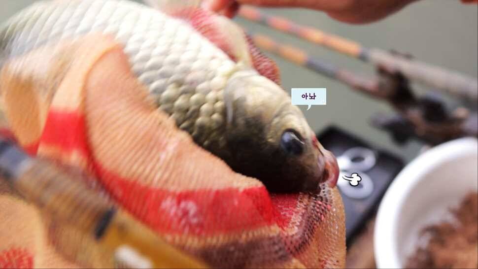 형제꽝조사 백동낚시터가다 (유료터정보 - 유료터조행기)