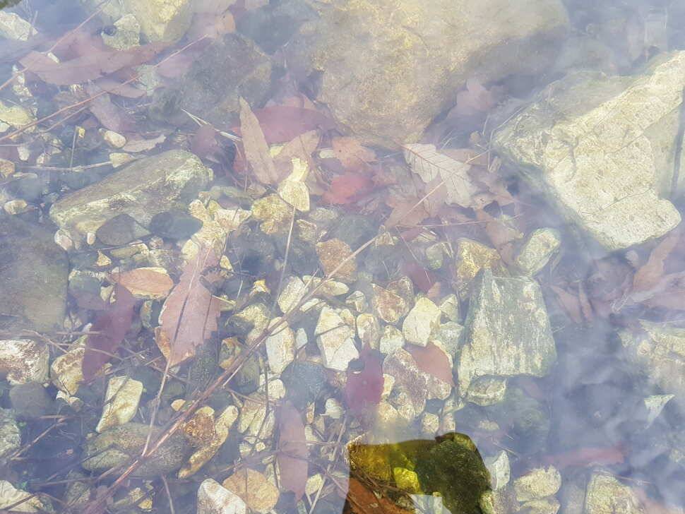 오산나그네의 제천 선고지낚시터 조행기 (유료터정보 - 유료터조행기)