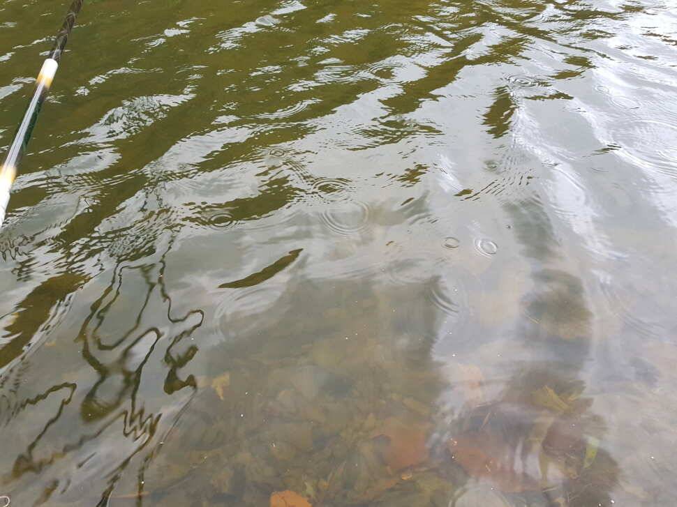 오산나그네의 도시어부찰영지 선고지 조행기 (유료터정보 - 유료터조행기)