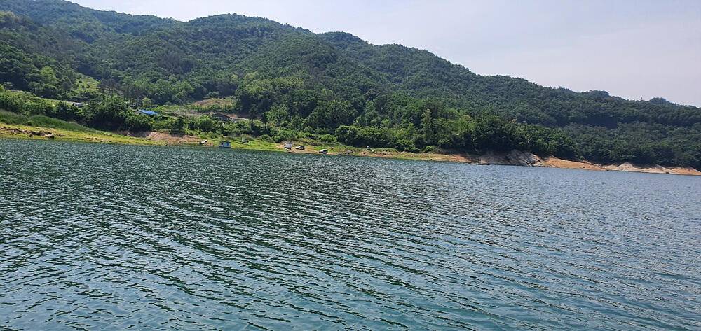 명서낚시터 4짜와 마릿수 붕어 장어 종점 낚시터 42cm 대물붕어 조황 소식입니다 (조황조행기 - 특파원조황)