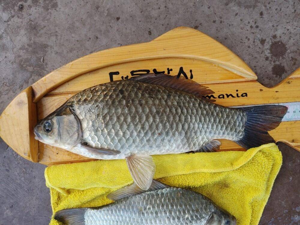 하천낚시터 41cm 대물붕어와 마릿수 조황 소식 (조황조행기 - 특파원조황)