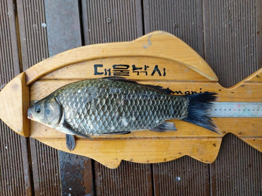 하천낚시터 허리급 붕어조황 소식 (조황조행기 - 특파원조황)