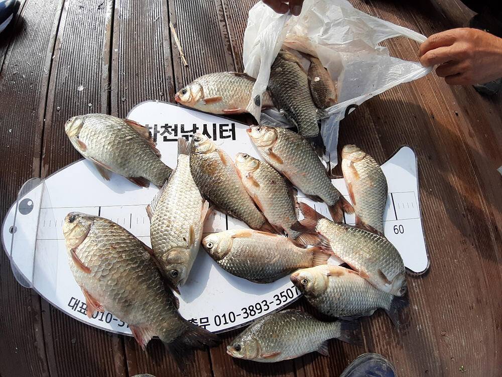 하천 낚시터 46cm 대물 붕어와 마릿수 소식 (조황조행기 - 특파원조황)