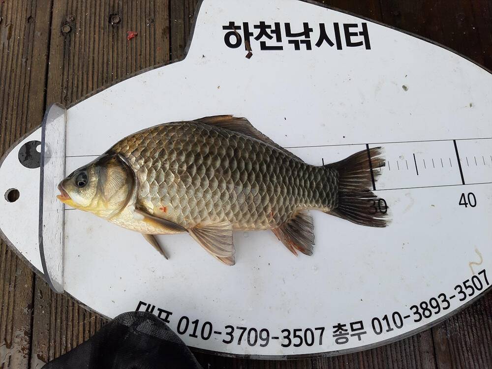 하천 낚시터 4짜 붕어 조황 소식입니다 (조황조행기 - 특파원조황)