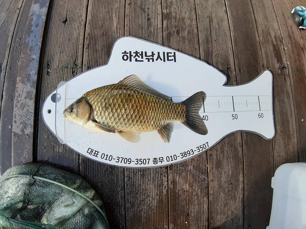 하천 낚시터 46cm 대물 붕어와 마릿수 소식 (조황조행기 - 특파원조황)