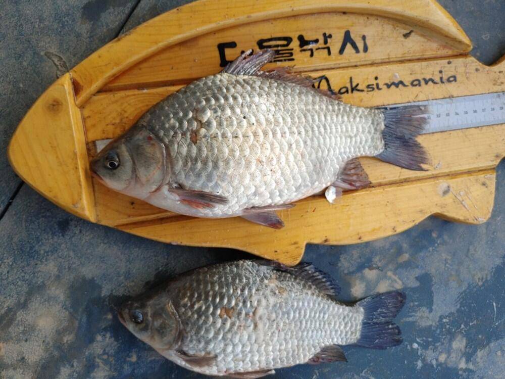 하천낚시터 44cm 대물붕어 소식입니다 (조황조행기 - 특파원조황)