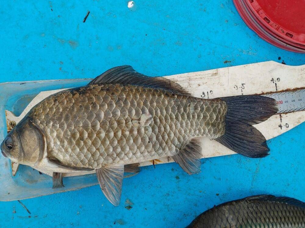 하천낚시터 4짜에 마릿수 꽃바위낚시터 38cm 허리급 조황 (조황조행기 - 특파원조황)