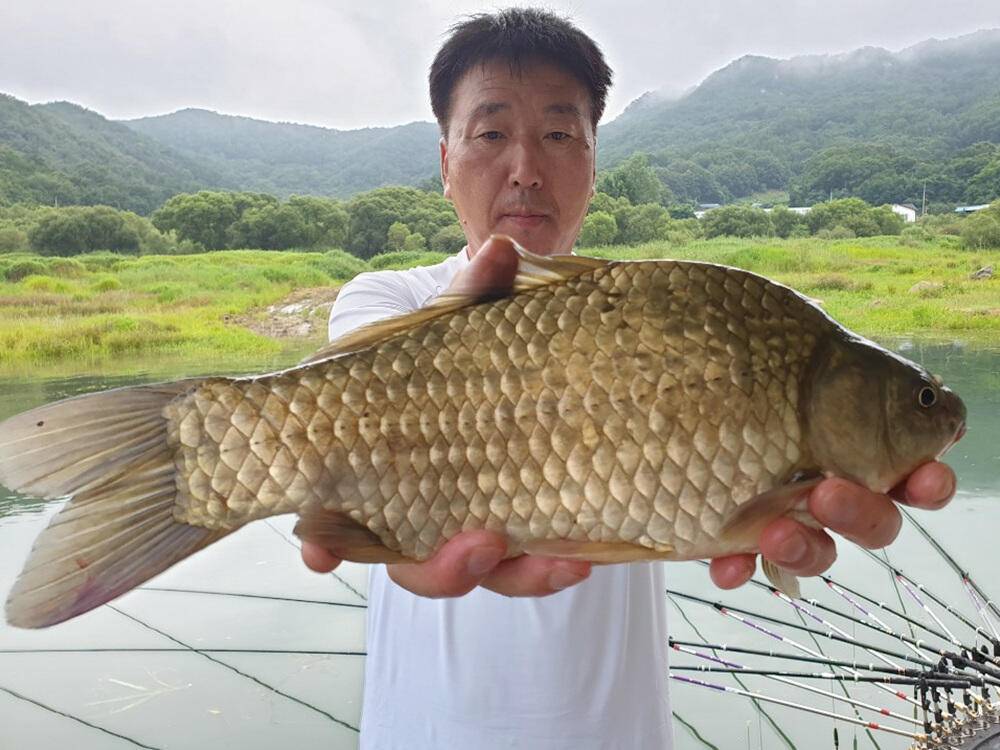 서운리 종점좌대 4짜 대물붕어 조황입니다 (조황조행기 - 특파원조황)