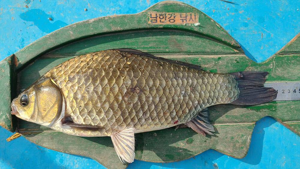 솔 하천 낚시터 붕어 조황 소식과 꽃바위 낚시터 장어 소식 (조황조행기 - 특파원조황)
