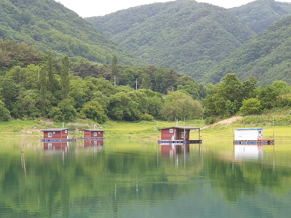 서운리 솔 낚시터와 하천 낚시터 4짜 붕어마릿수 소식입니다 (조황조행기 - 특파원조황)