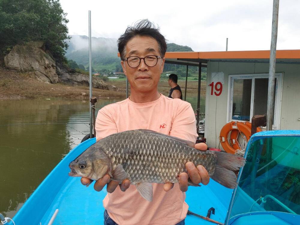 하천낚시터 4짜 붕어 소식 꽃바위 키로급 장어 소식 (조황조행기 - 특파원조황)