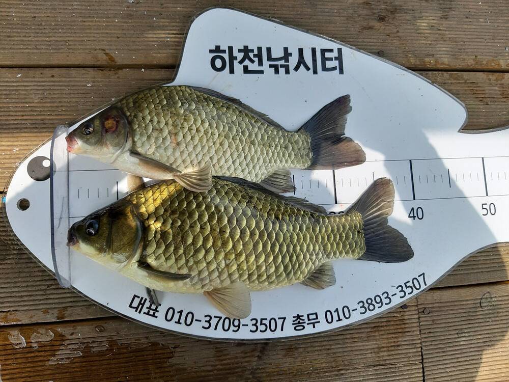 하천 낚시터 46cm 대물 붕어와 마릿수 소식 (조황조행기 - 특파원조황)