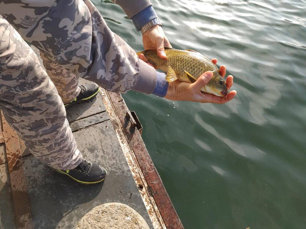 하천낚시터 44cm 대물붕어에 마릿수 조황입니다 (조황조행기 - 특파원조황)
