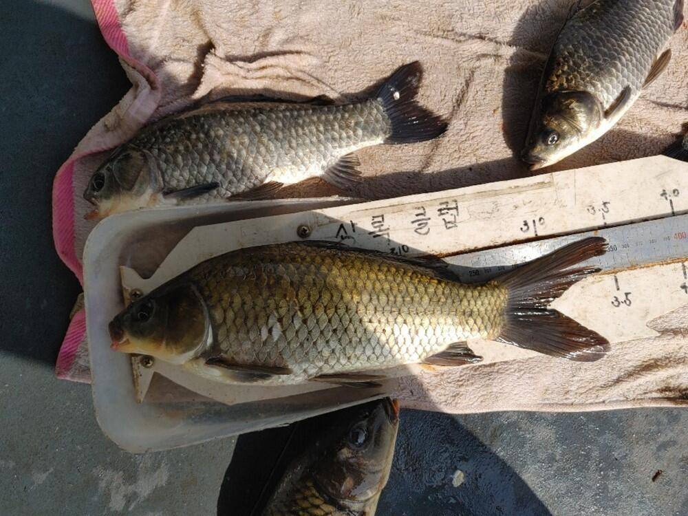 하천낚시터 38cm 대물급 붕어 조황입니다 (조황조행기 - 특파원조황)