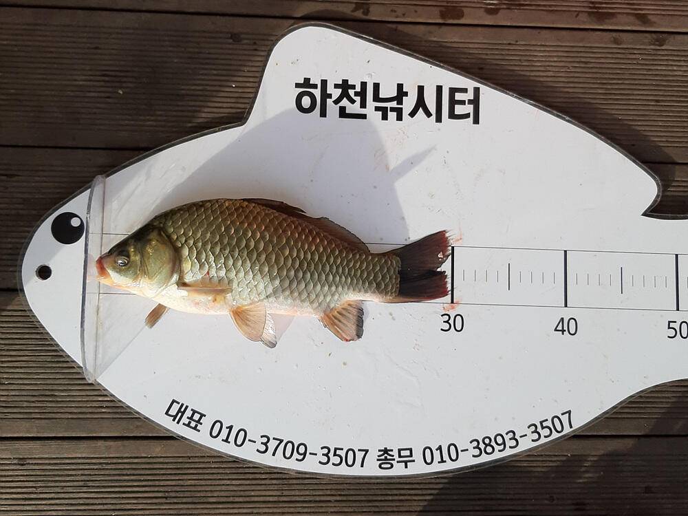 충주호 하천낚시터 4짜 붕어 소식입니다 (조황조행기 - 특파원조황)