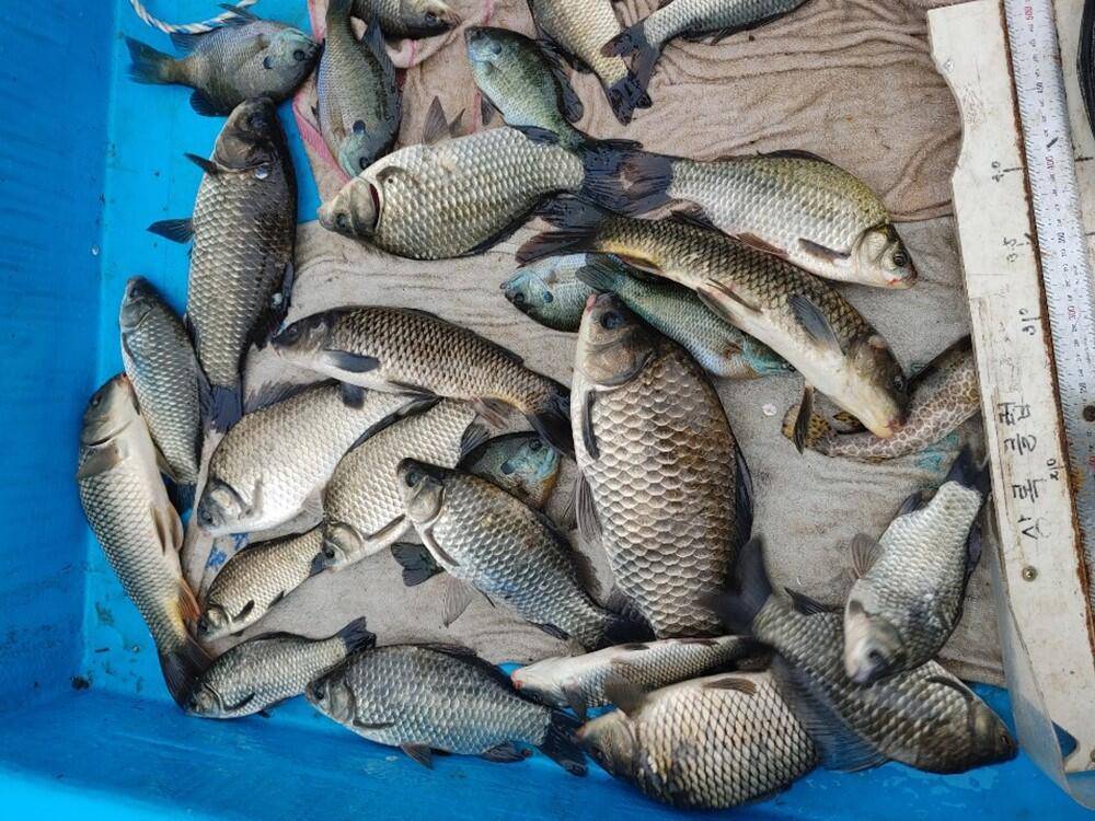 하천낚시터 4짜에 마릿수 꽃바위낚시터 38cm 허리급 조황 (조황조행기 - 특파원조황)