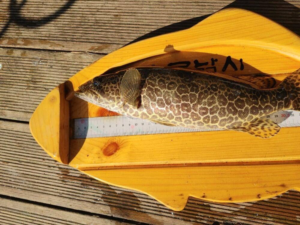 하천낚시터 41cm 대물붕어와 마릿수 조황 소식 (조황조행기 - 특파원조황)