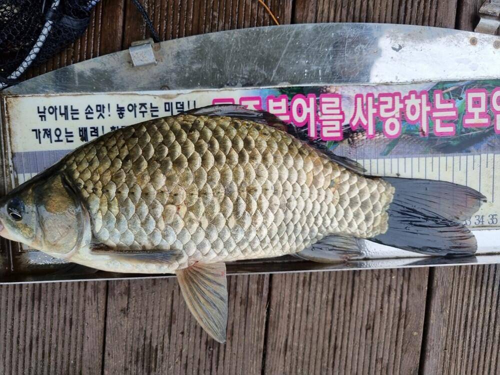 하천낚시터 덩어리급 붕어 조황 소식 (조황조행기 - 특파원조황)