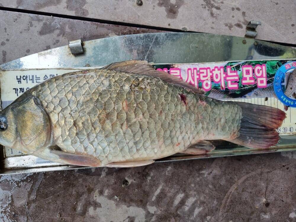 하천낚시터 덩어리급 붕어 조황 소식 (조황조행기 - 특파원조황)