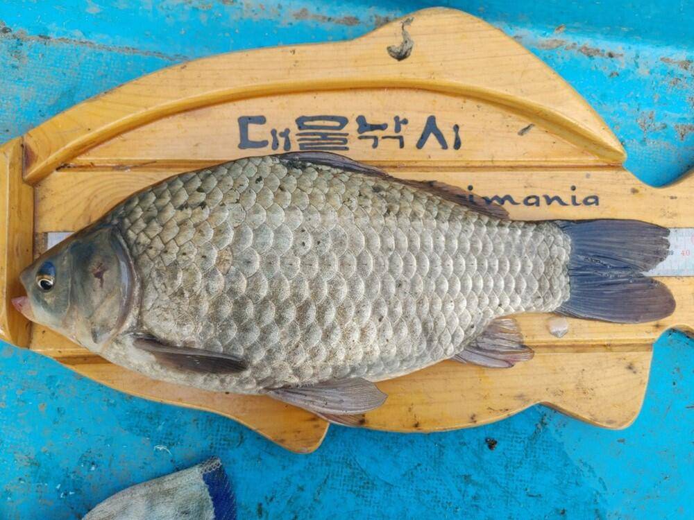 하천 낚시터 42cm 대물붕어 마릿수 조황 (조황조행기 - 특파원조황)