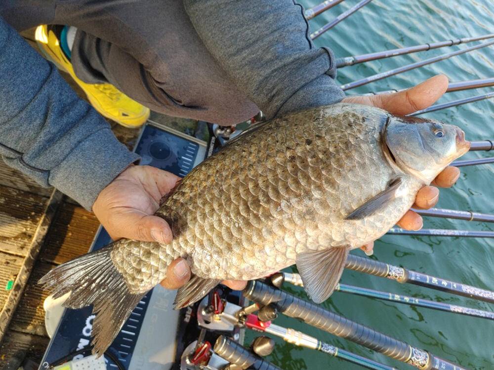 하천낚시터 44cm 대물붕어 소식입니다 (조황조행기 - 특파원조황)