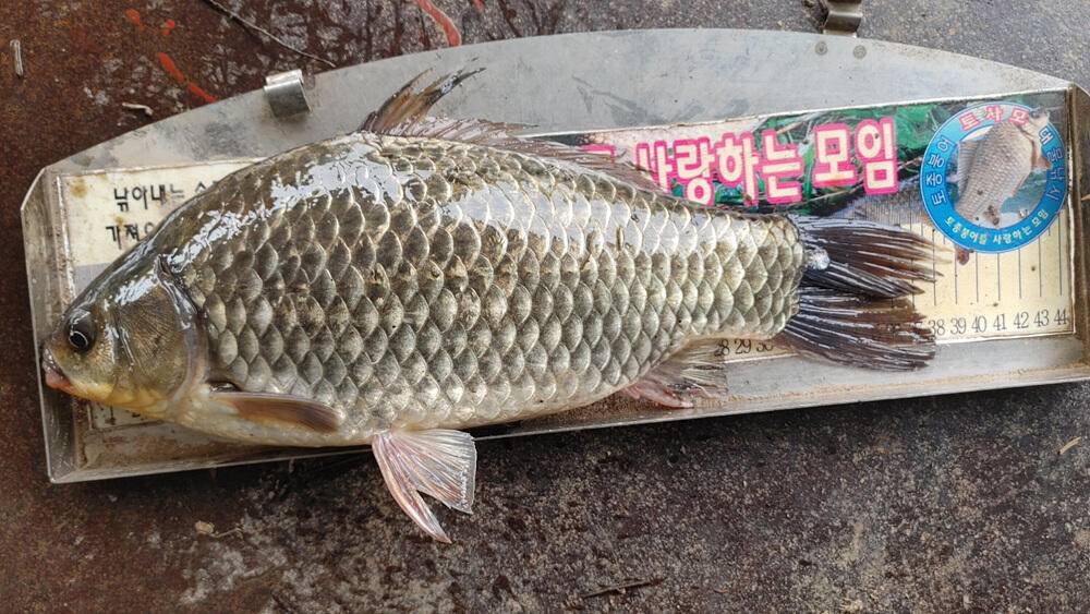 솔 낚시터 4짜 대물붕어 소식 하천낚시터 4짜 대물붕어덩어리급 소식입니다 (조황조행기 - 특파원조황)