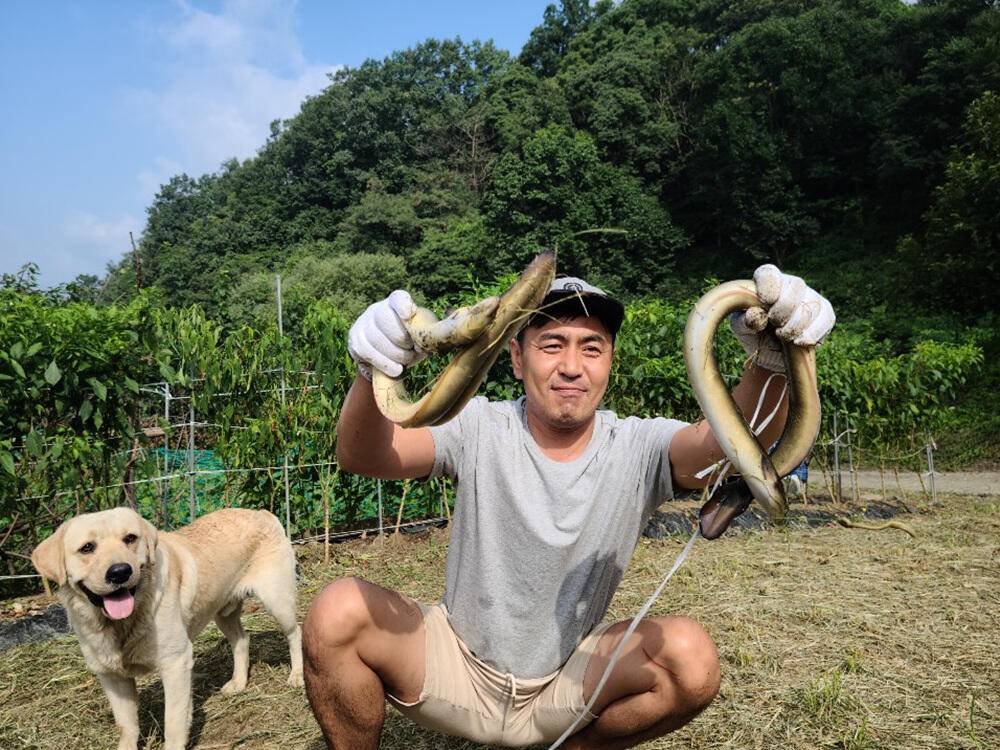 서운리 솔 4짜 대물붕어 서창리 장어소식 (조황조행기 - 특파원조황)