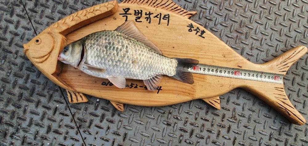 목벌낚시터 주말 조황 소식입니다 (조황조행기 - 특파원조황)