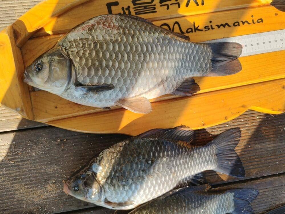 하천낚시터 41cm 대물붕어와 마릿수 조황 소식 (조황조행기 - 특파원조황)