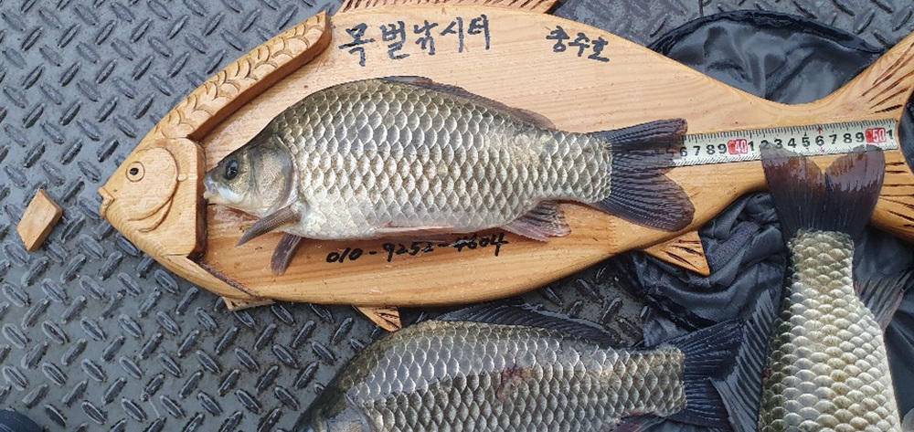 충주호 오름수위 예상 목벌낚시터 허리급 붕어 소식 (조황조행기 - 특파원조황)