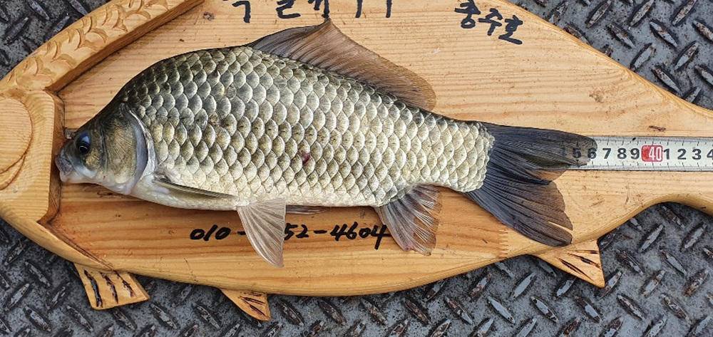 목벌낚시터 주말 조황 소식입니다 (조황조행기 - 특파원조황)