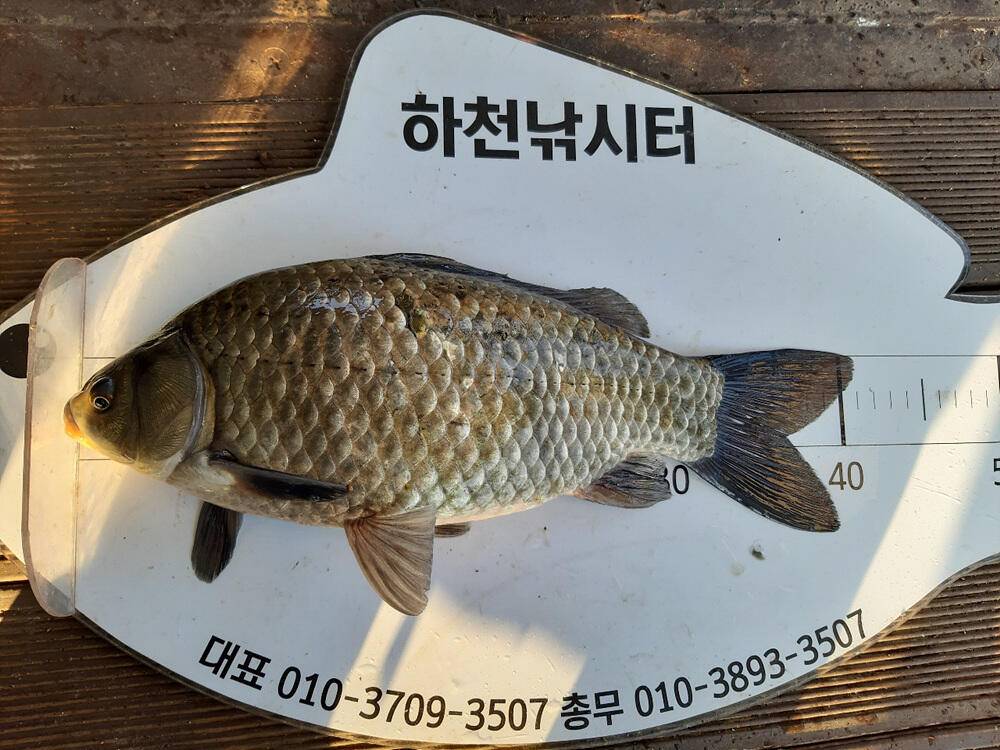 좋은 조황을 보인 충주호 명서 하천 낚시터 소식 (조황조행기 - 특파원조황)