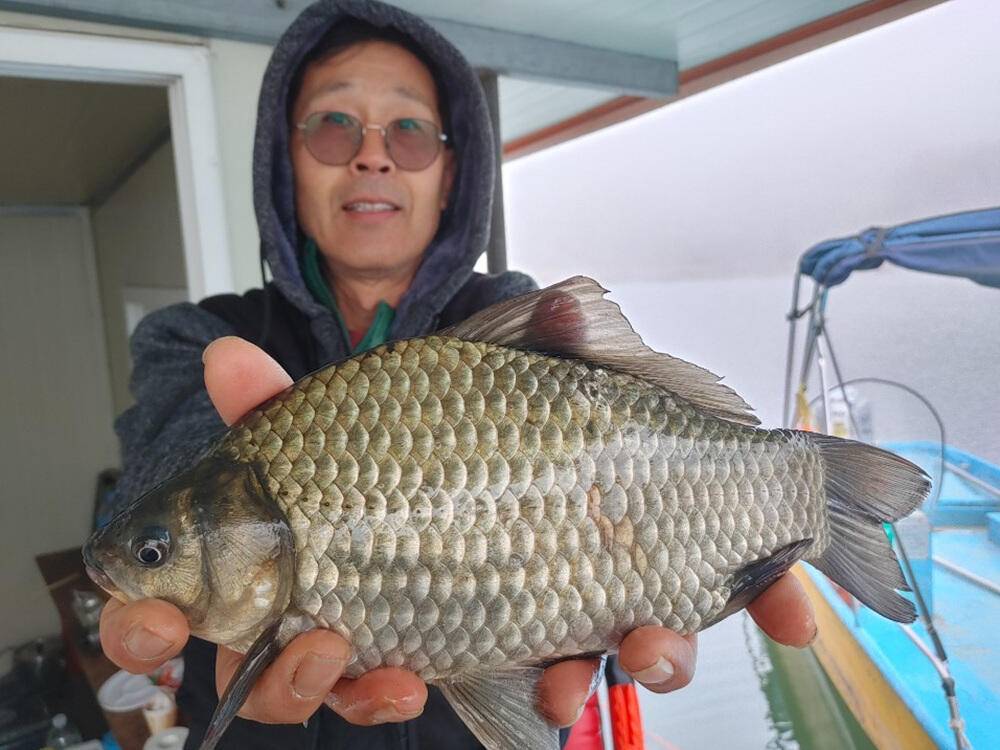 하천낚시터 41cm 대물붕어와 마릿수 조황 소식 (조황조행기 - 특파원조황)