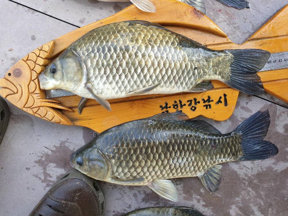 서운리 종점좌대 4짜 대물붕어 조황입니다 (조황조행기 - 특파원조황)