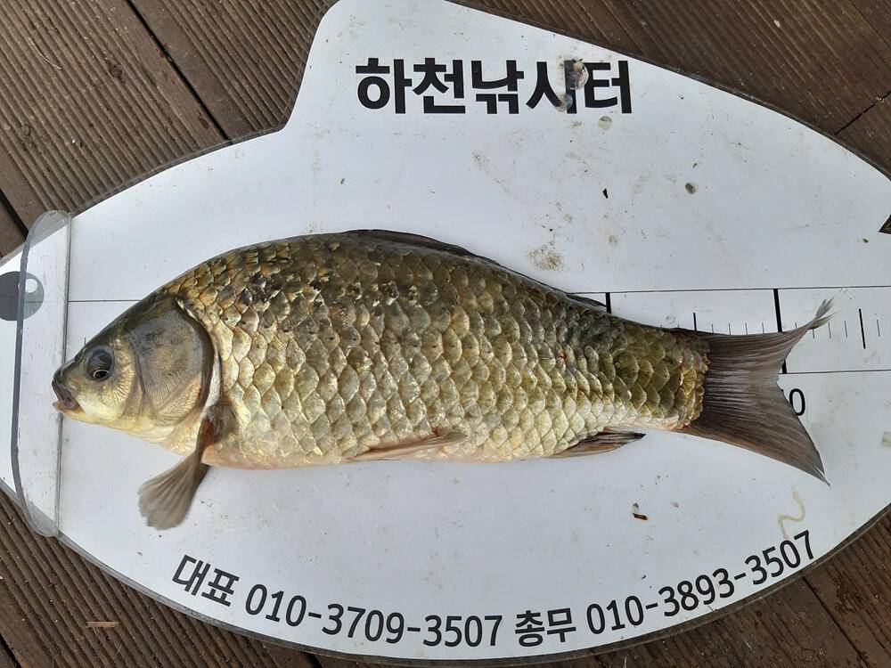 하천 낚시터 4짜 붕어 조황 소식입니다 (조황조행기 - 특파원조황)