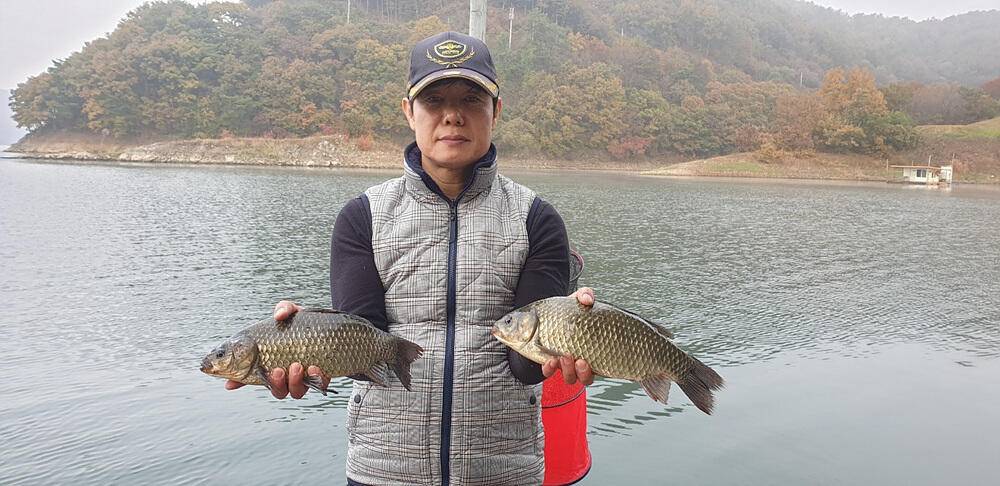 노랗게 물든 충주호 하천 낚시터 조황 소식입니다 (조황조행기 - 특파원조황)