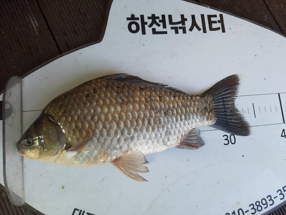 좋은 조황을 보인 충주호 명서 하천 낚시터 소식 (조황조행기 - 특파원조황)